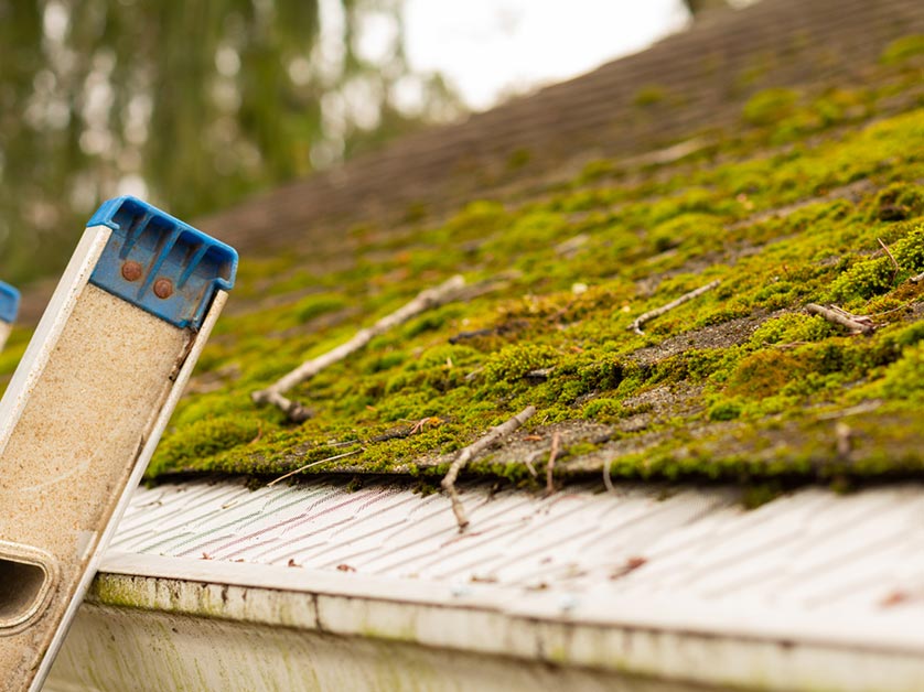 moss on the roof
