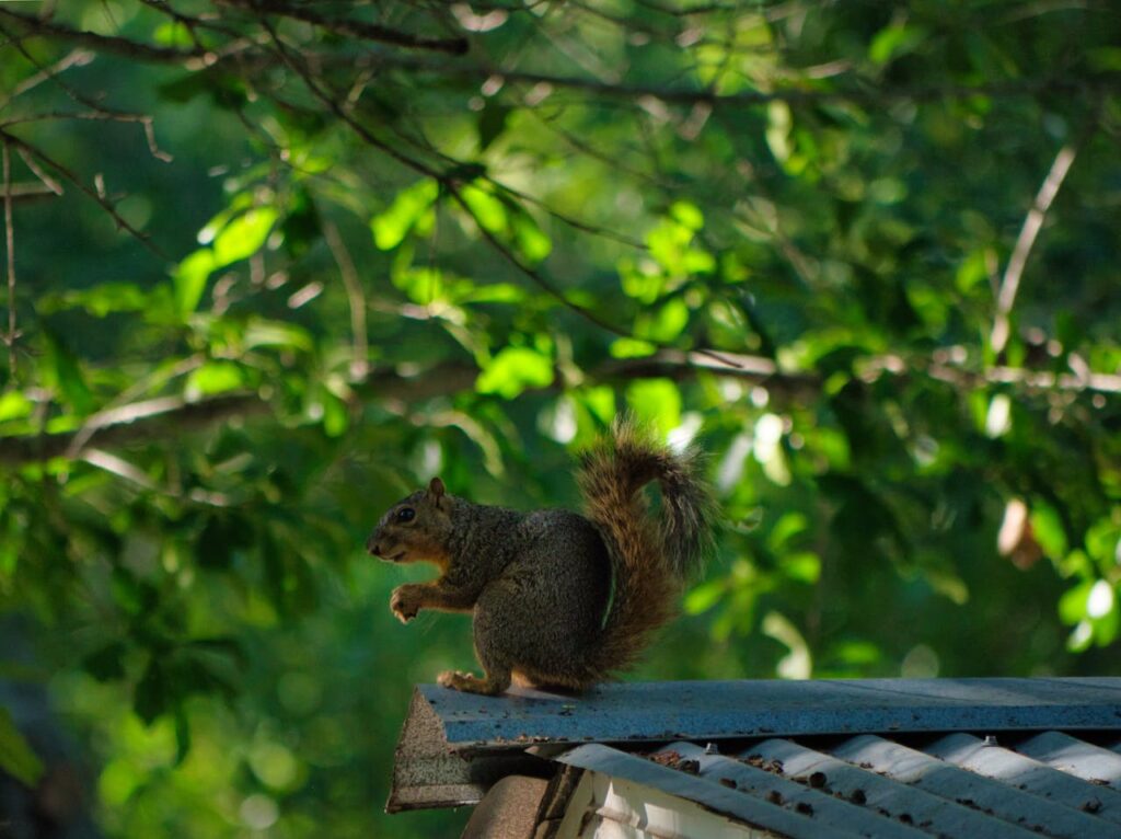 squirrels